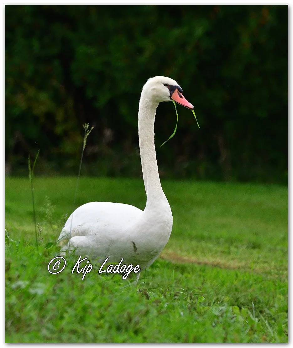 Mute Swan - Image 1153181