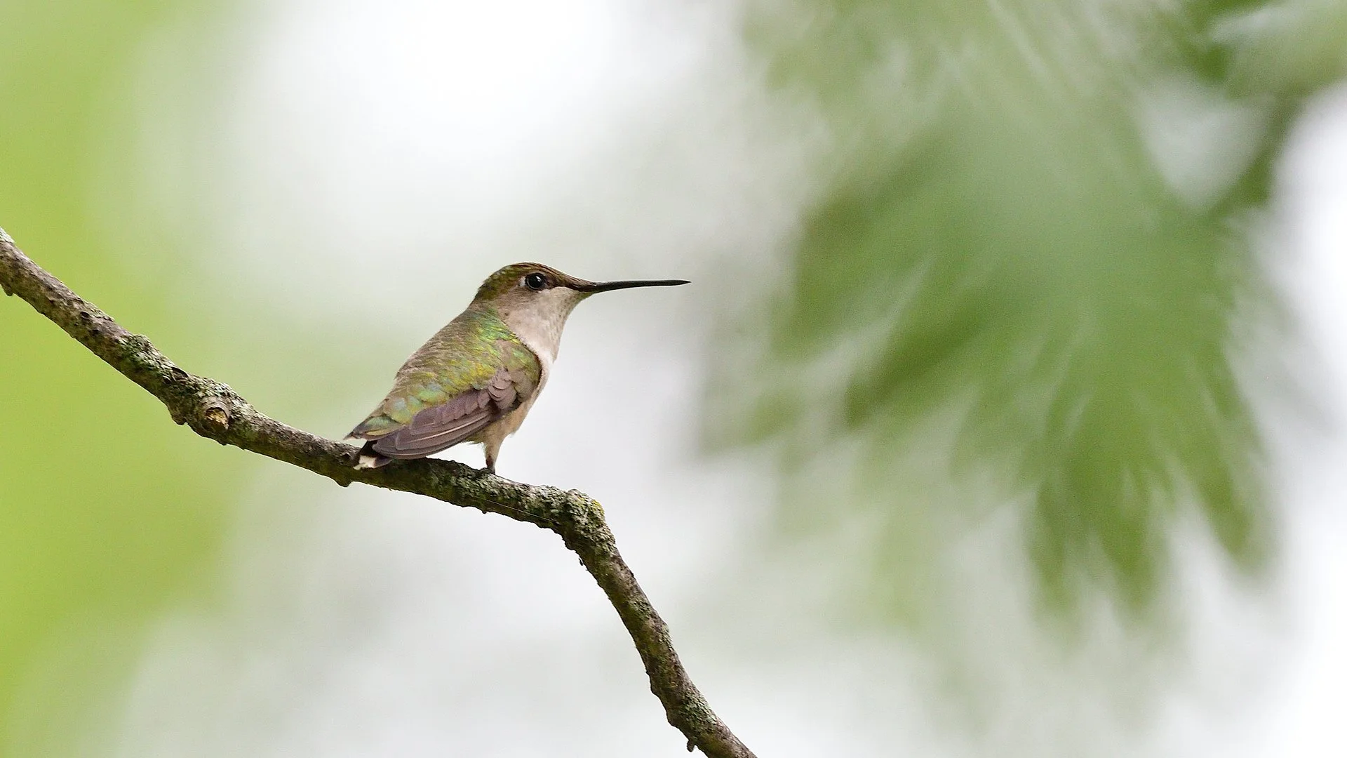 Ruby-throated Hummingbird - Image 1131431