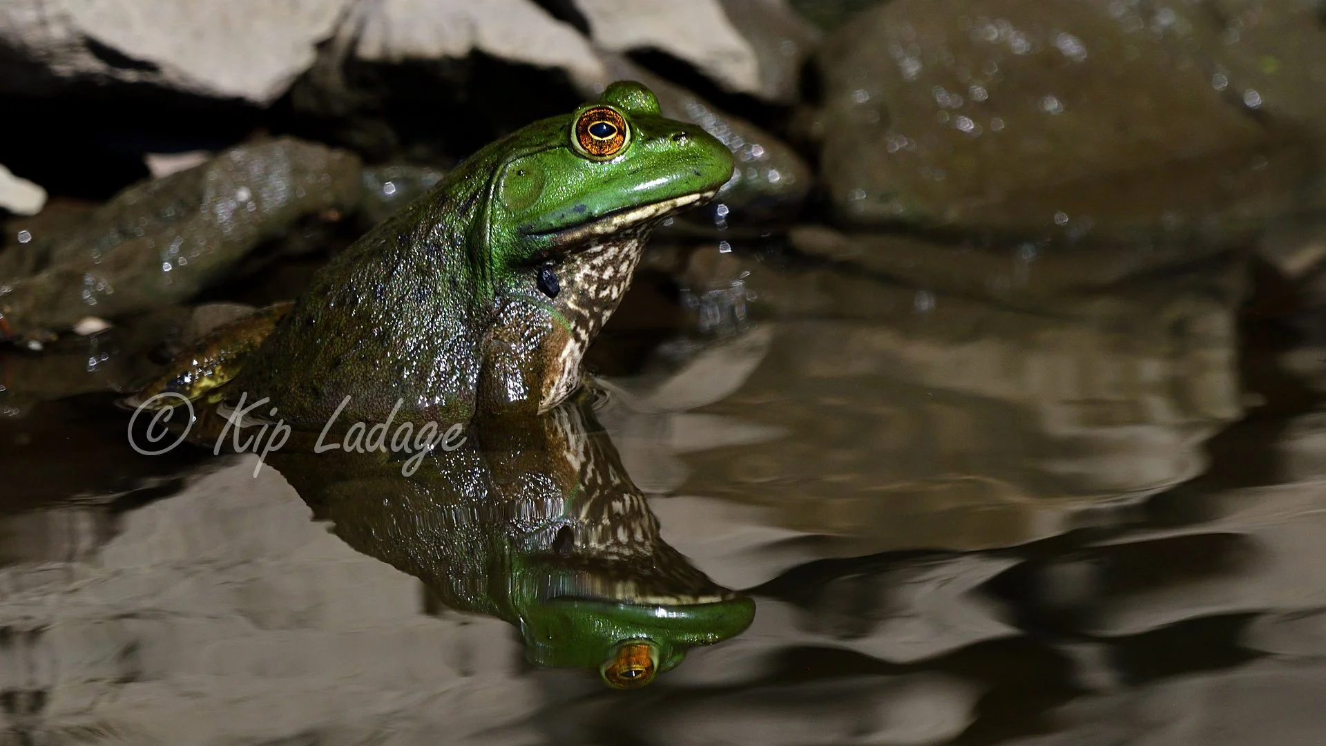 Gallery - Amphibians - Frogs — LadagePhotography.com