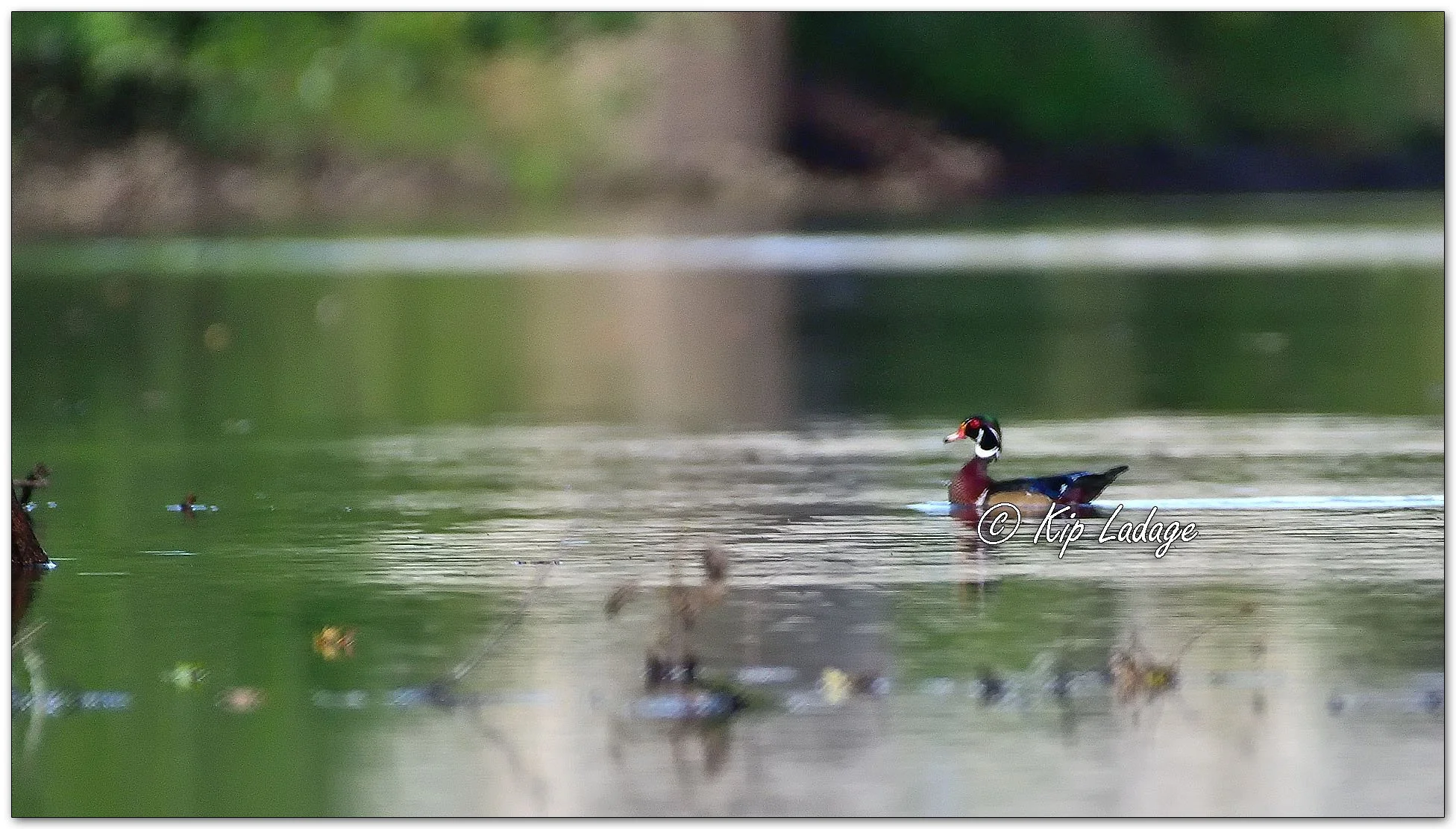 Drake Wood Duck - Image 1148953