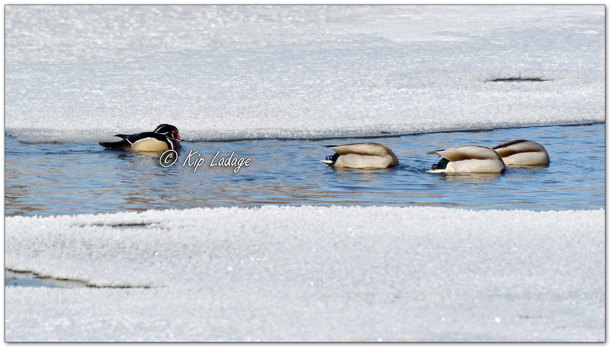Drake Wood Duck in Winter - Image 1059556