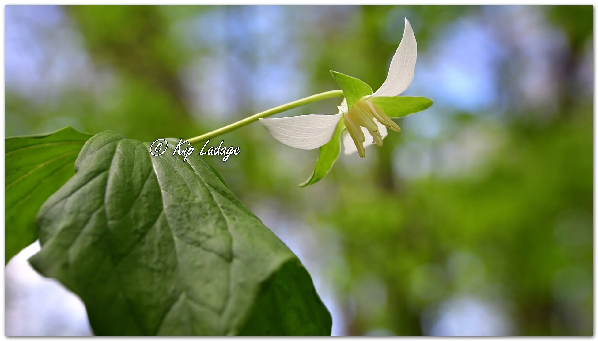 Nodding Trillium - Image 1095442