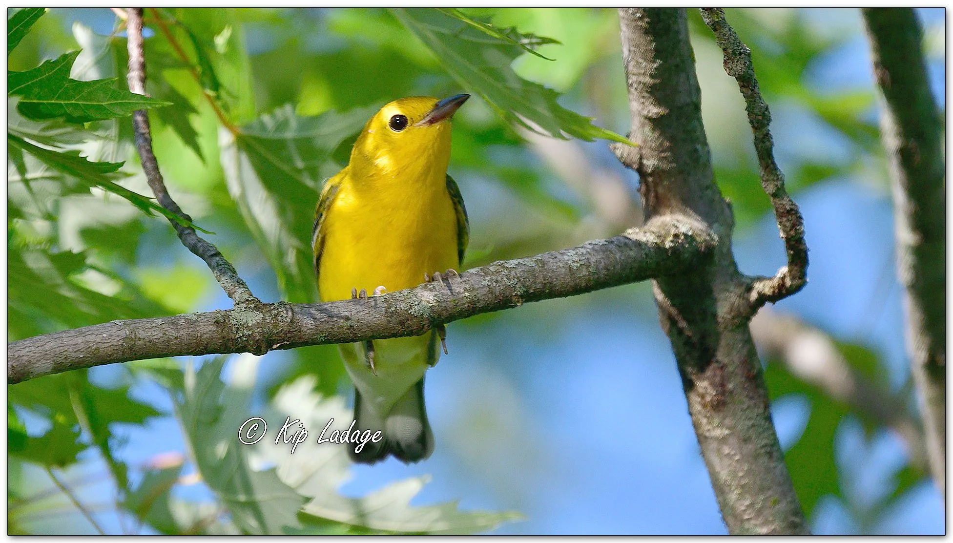 Prothonotary Warbler - Image 1127942