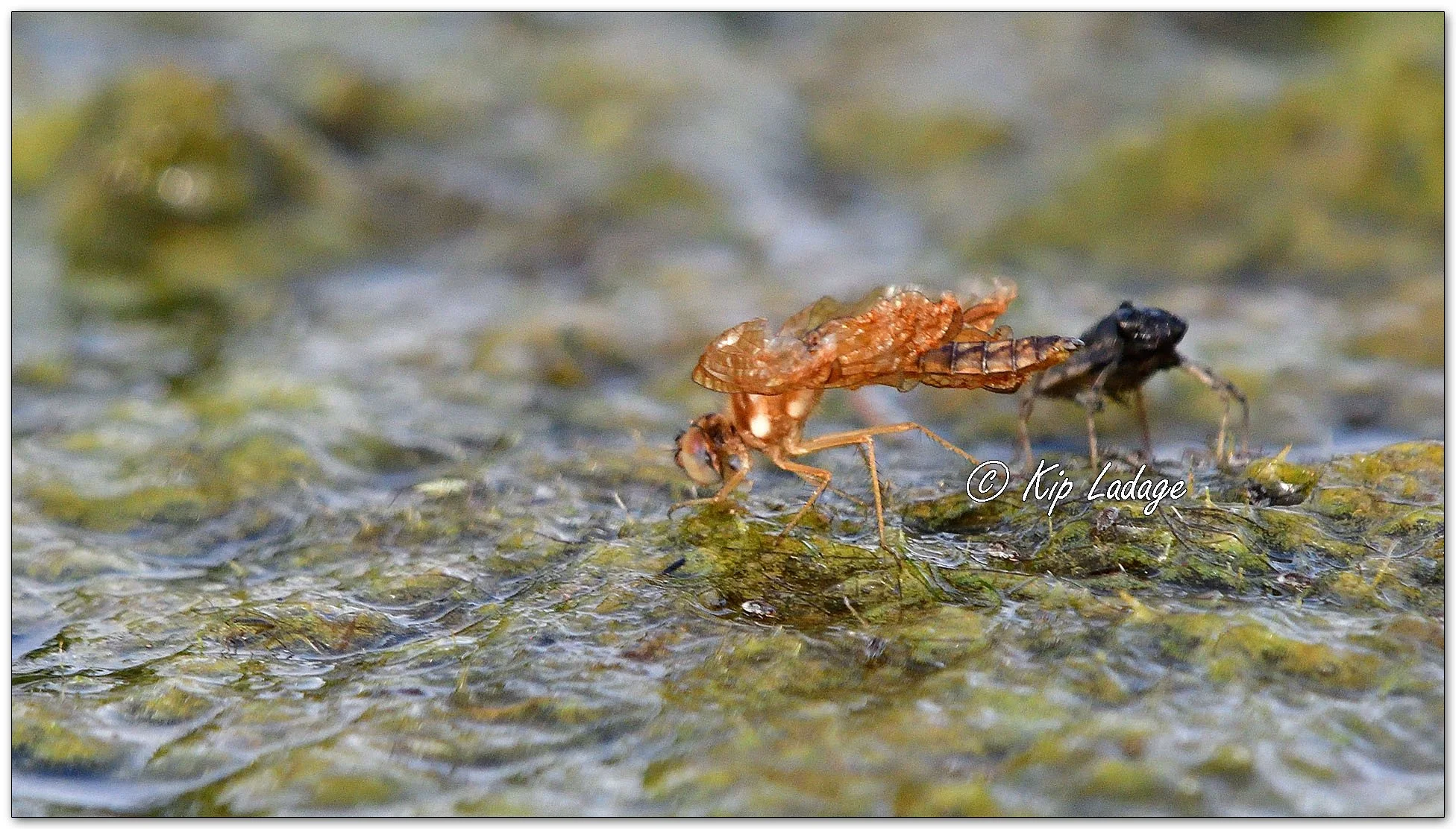 Newly Emerged Dragonfly - Image 1119586