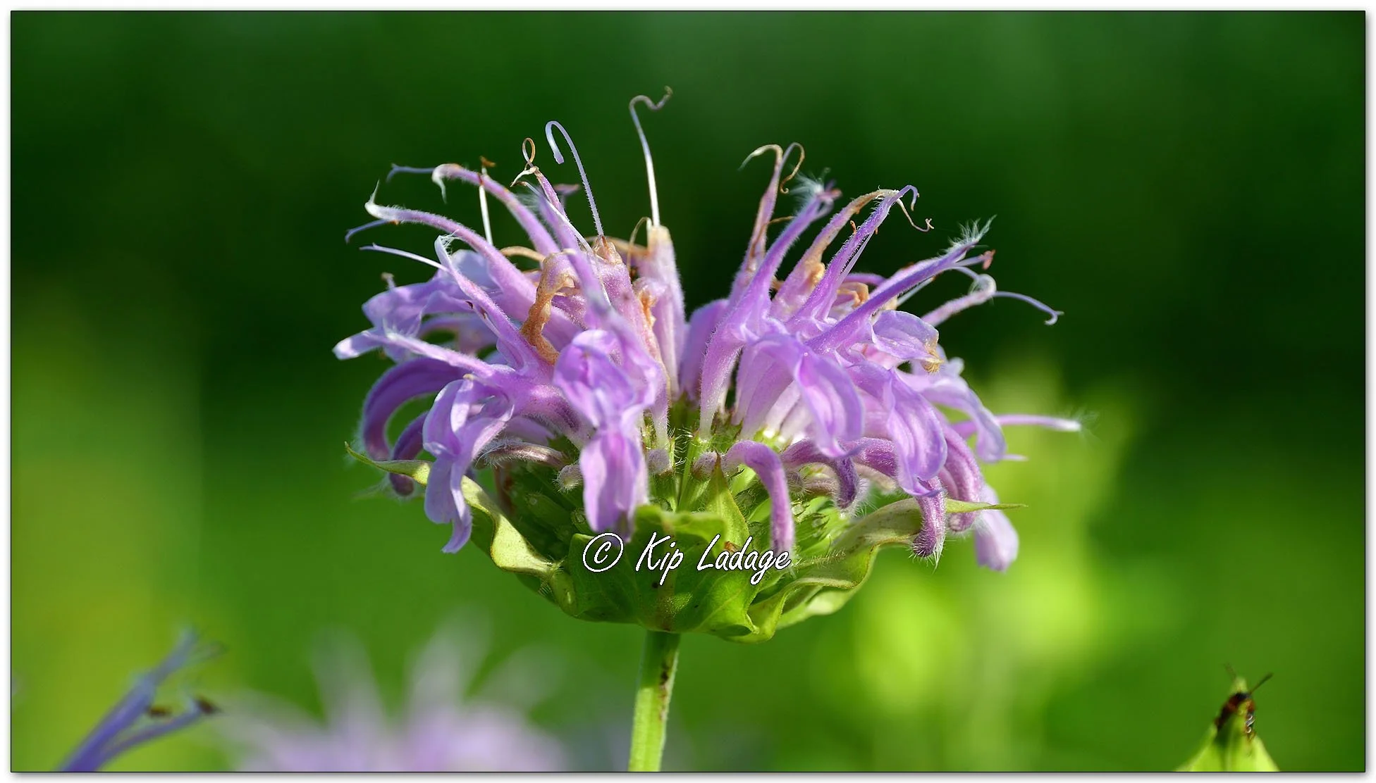 Wild Bergamot - Image 1118275