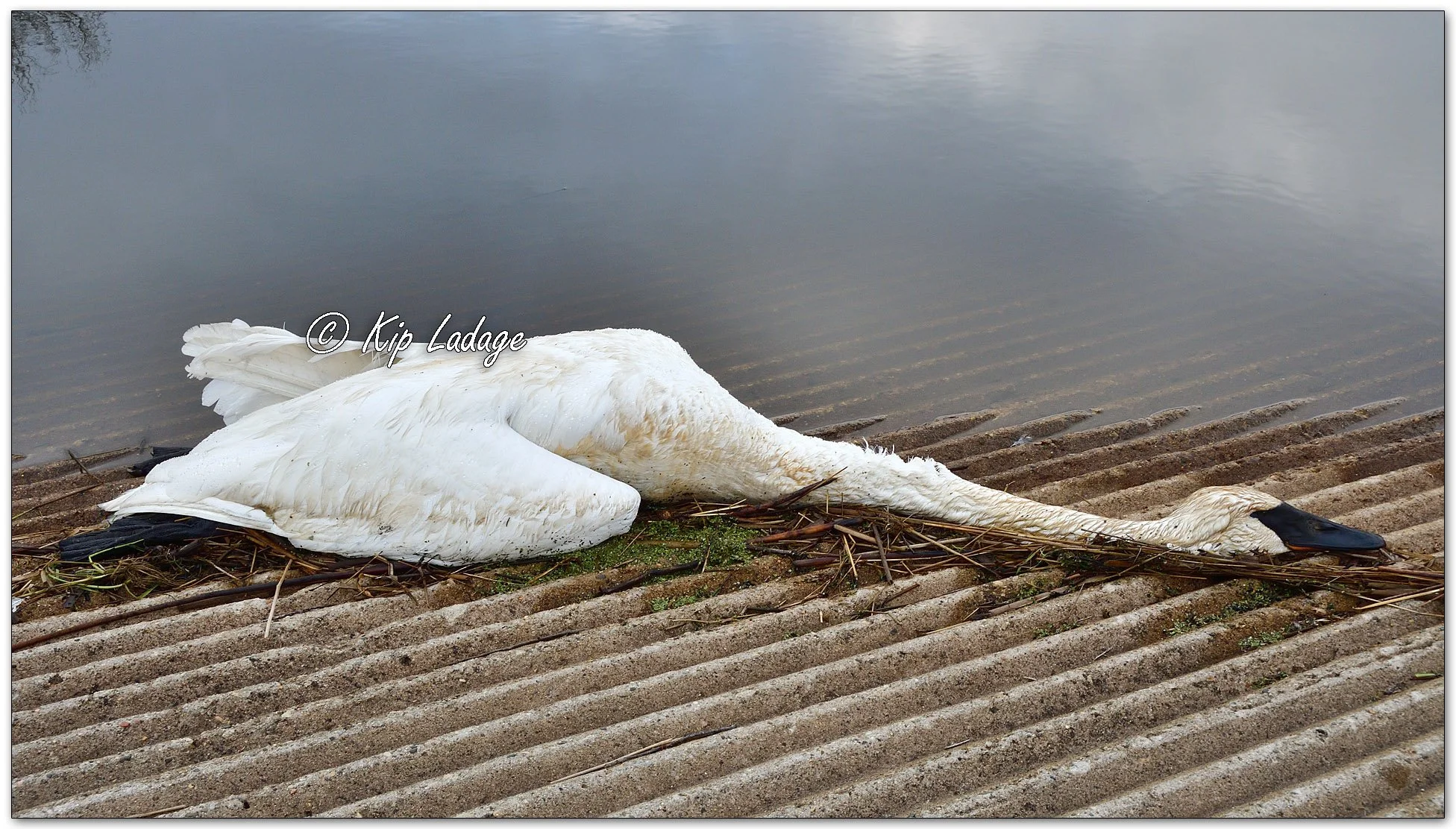 Dead Trumpeter Swan - Image 1085021