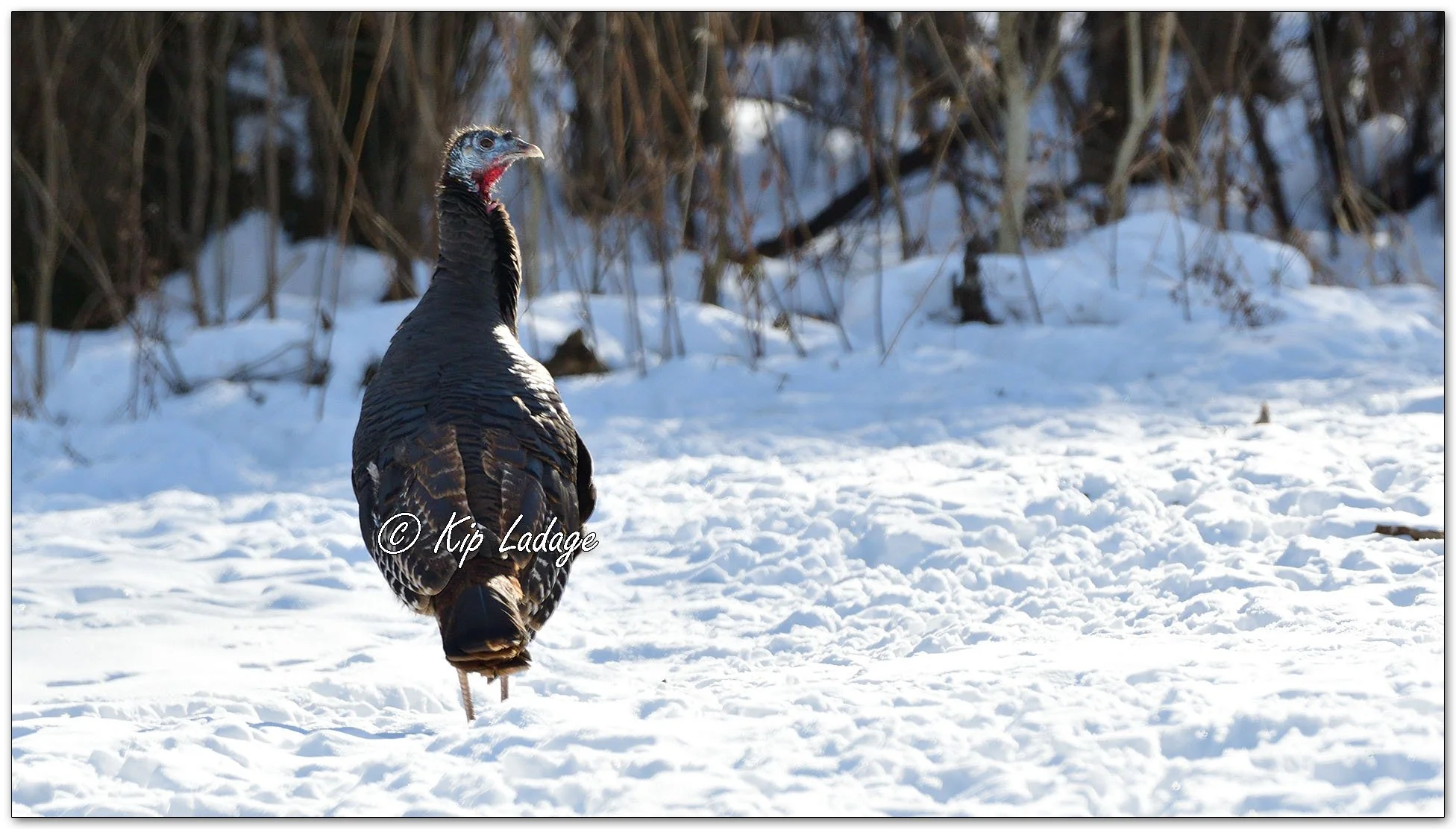 Wild Turkey in Snow - Image 1049992