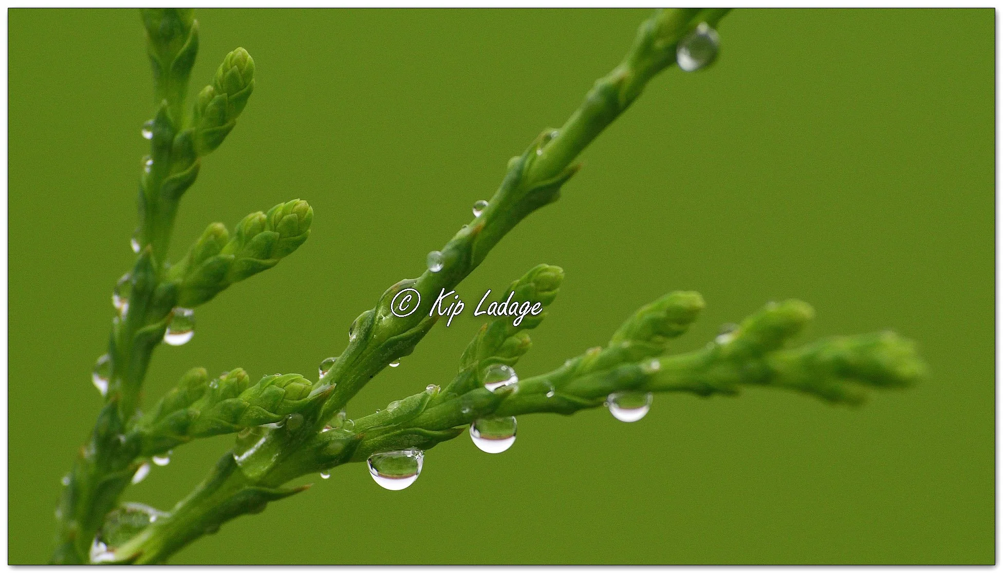 Raindrops on Arborvitae - Image 1154345