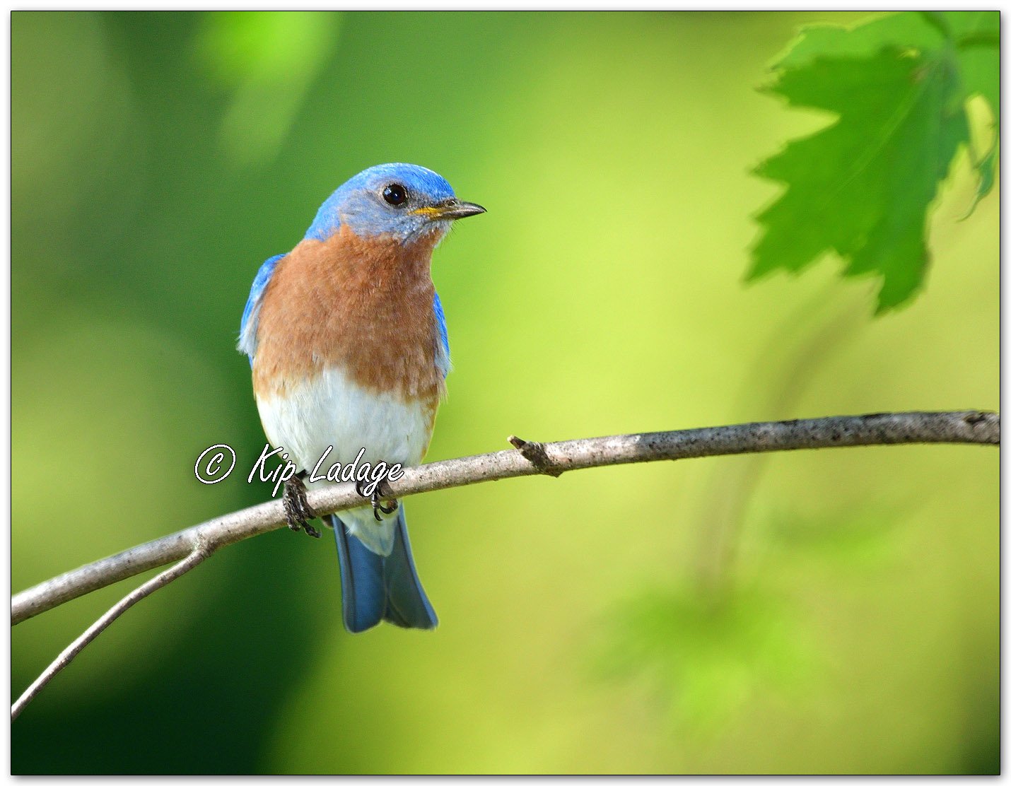 Eastern Bluebird - Image 977194