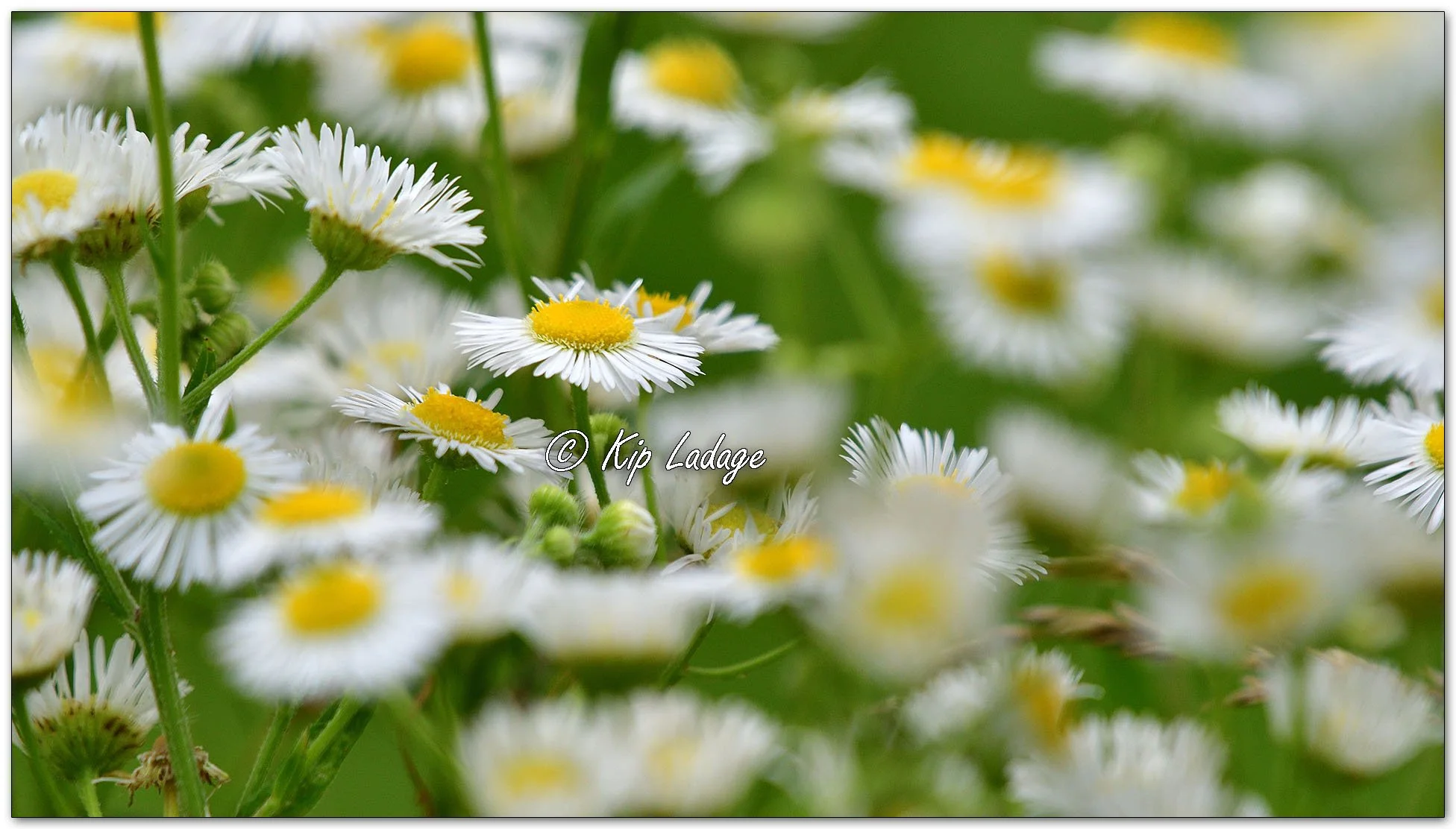 Daisy Fleabane - Image 1115253