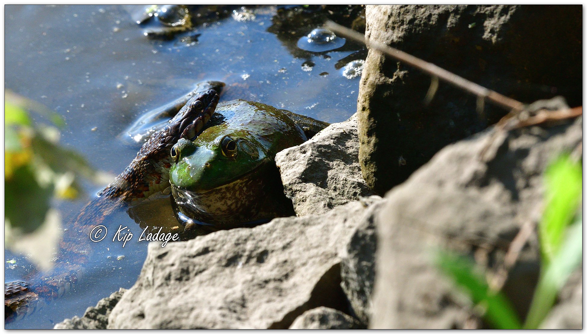 Northern Water Snake with Bullfrog - Image 1130748
