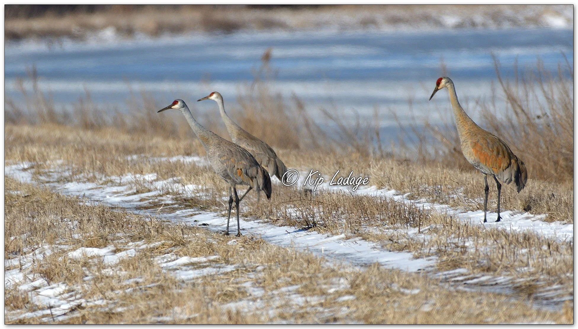 Sandhill Cranes - Image 1074570