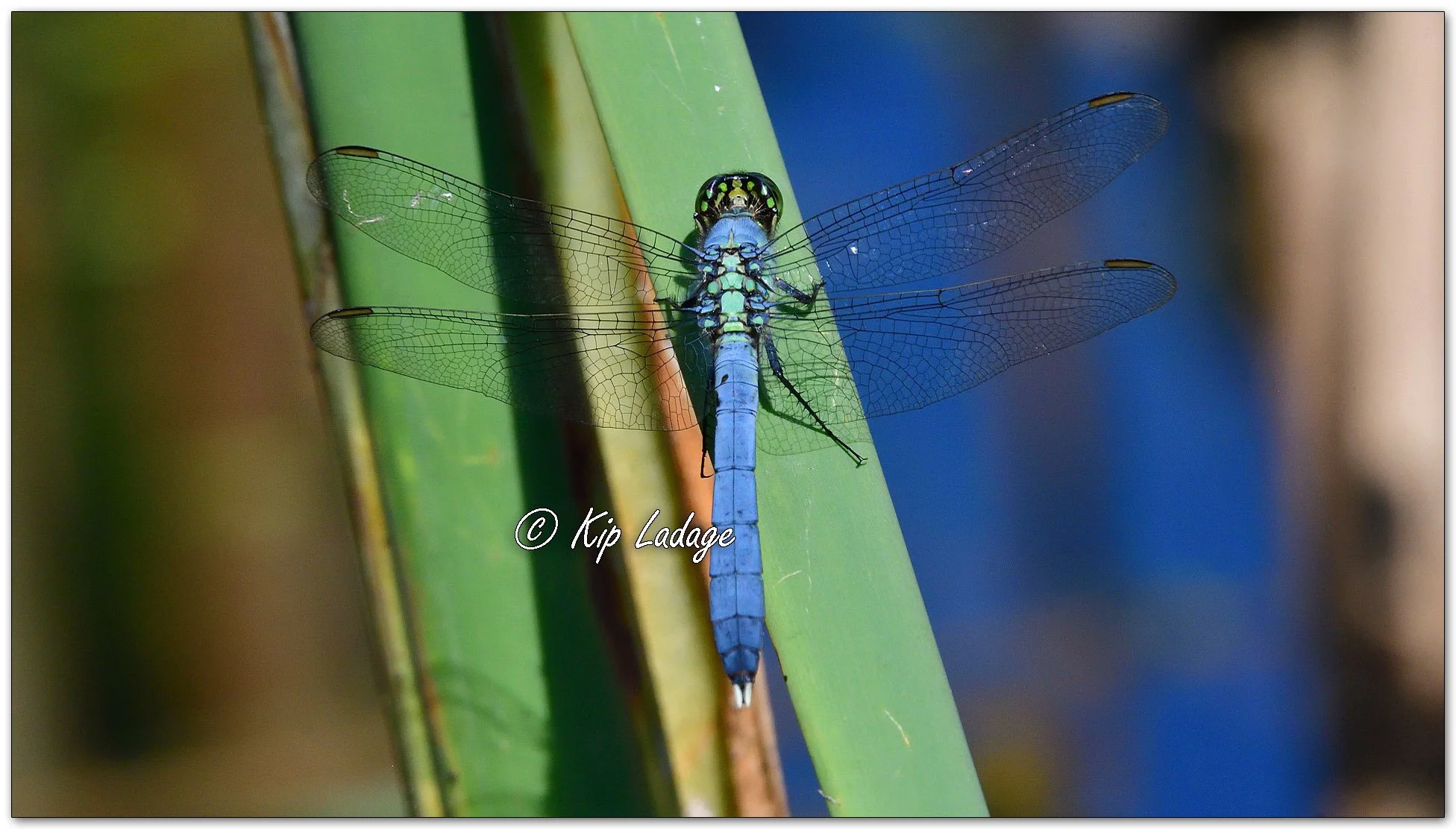 Eastern Pondhawk Dragonfly - Image 1121317