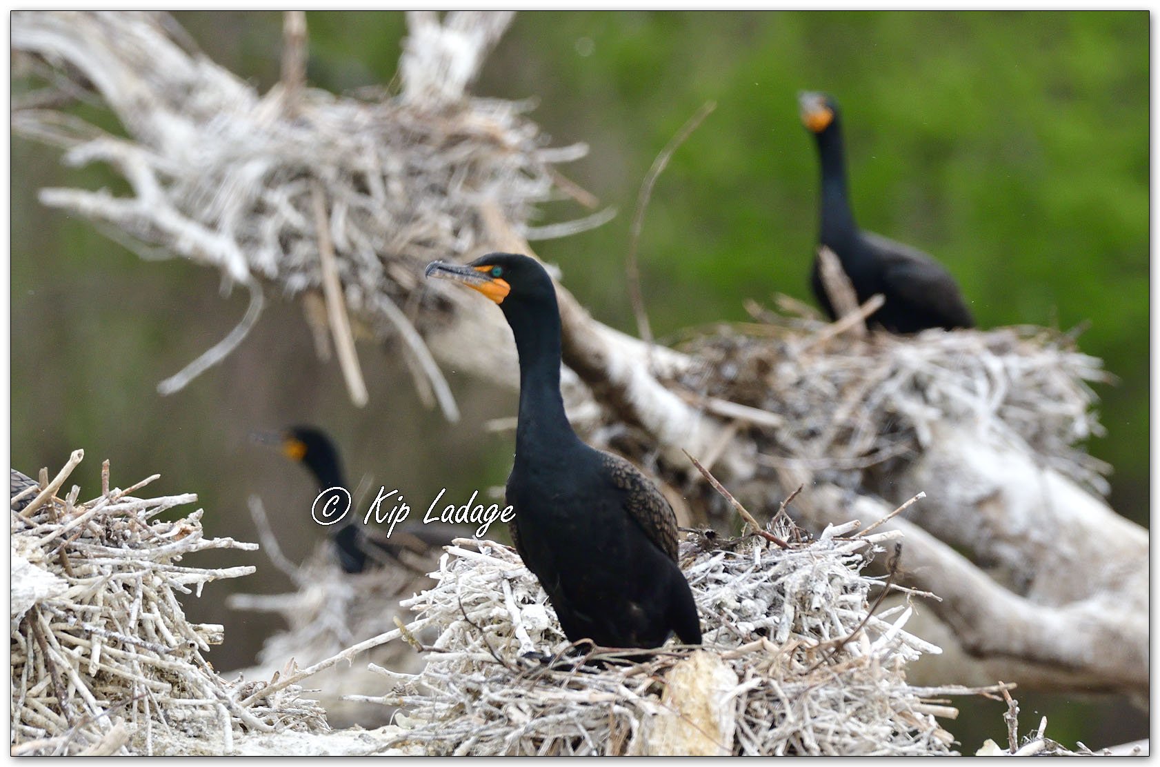 Double-crested Cormorants - Image 1095766