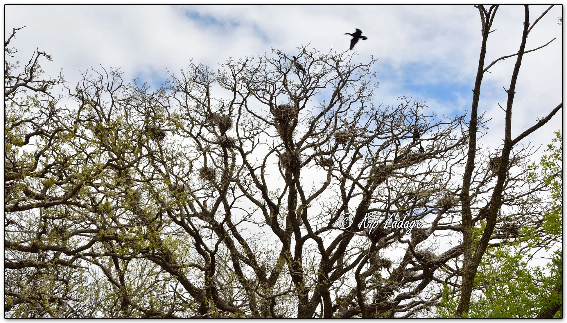 Double-crested Cormorants - Image 1095814
