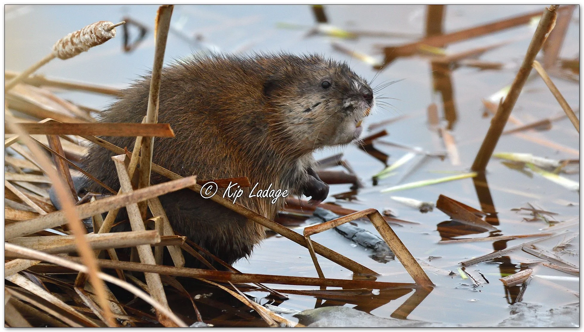 Muskrat on Ice - Image 1068026