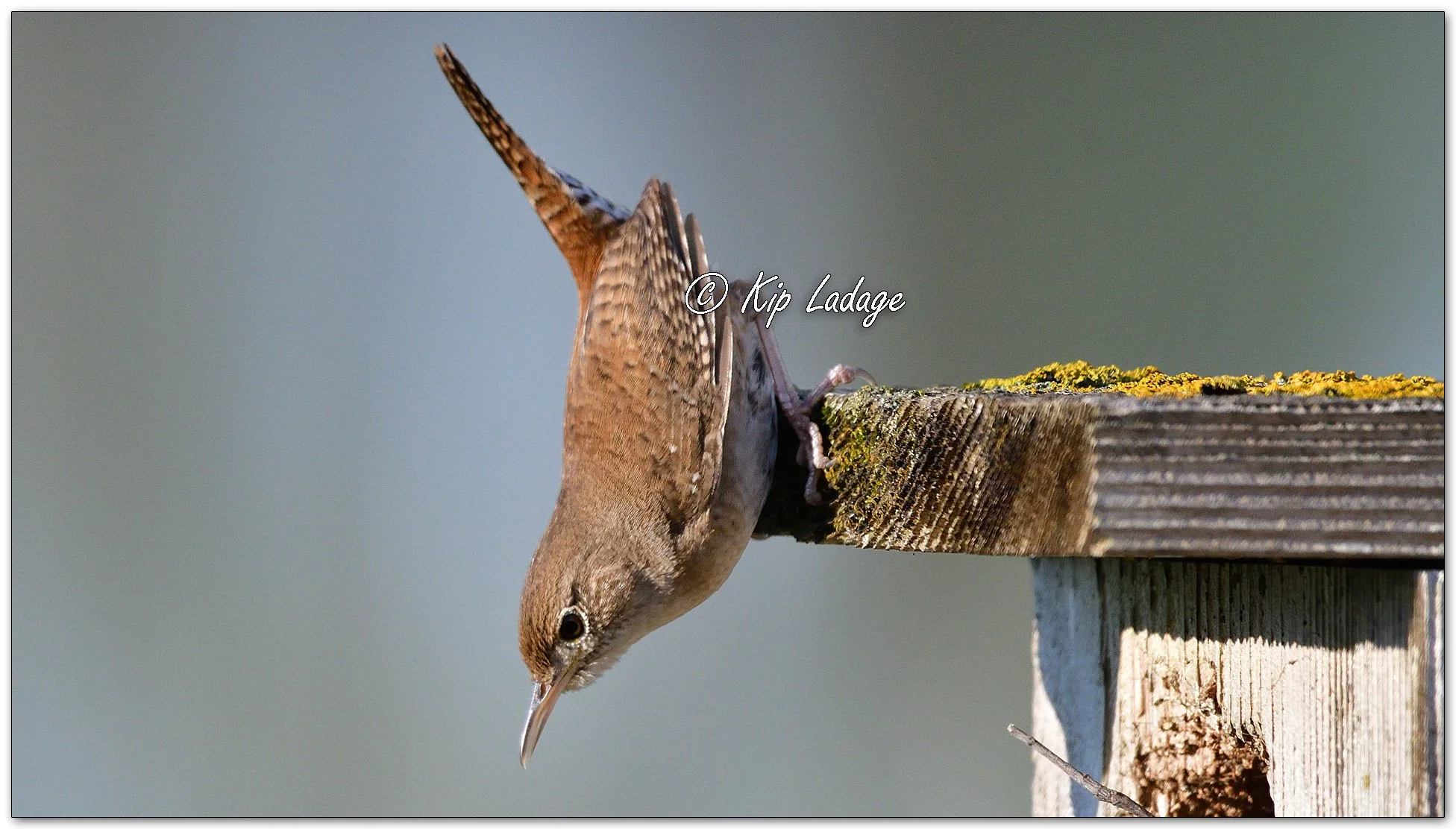 House Wren - Image 1091584