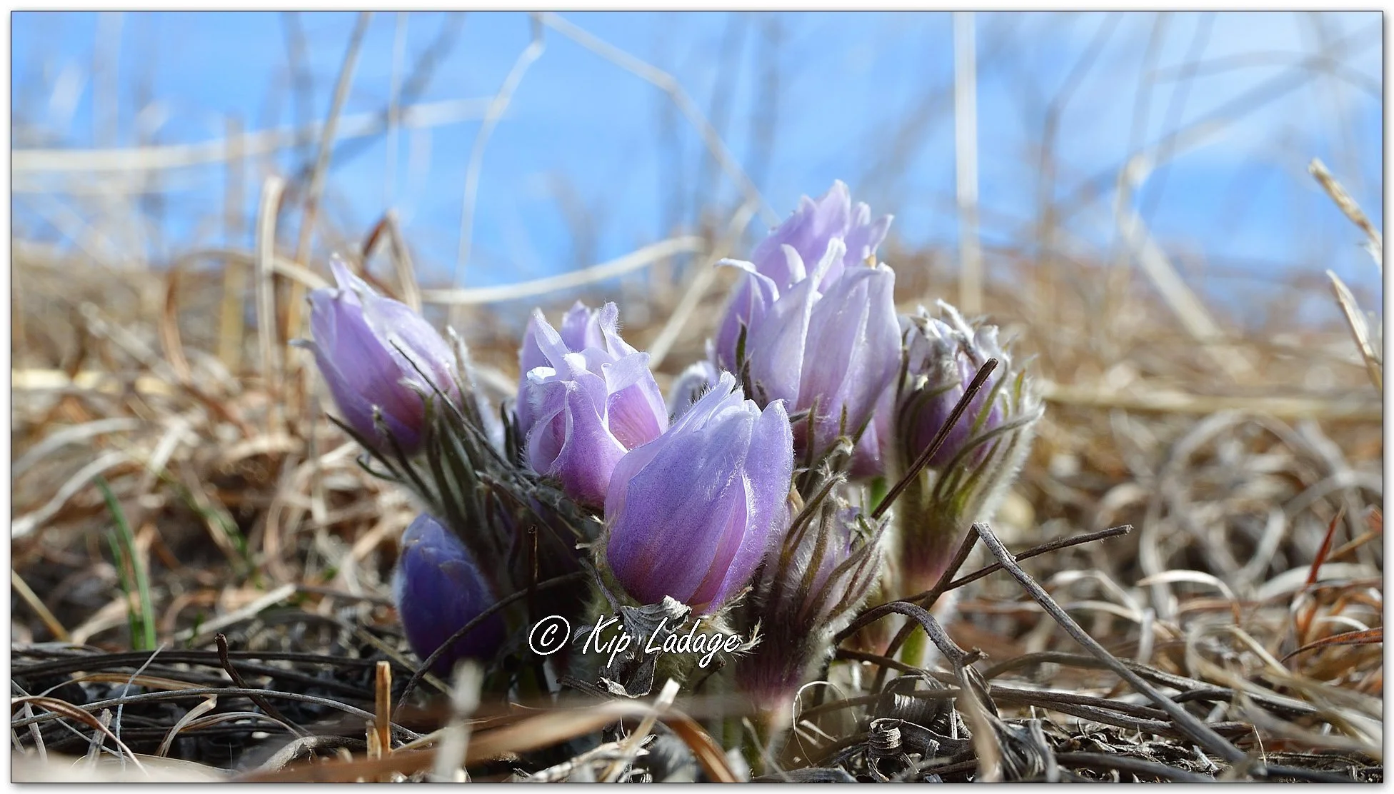 Pasqueflowers - Image 1077267