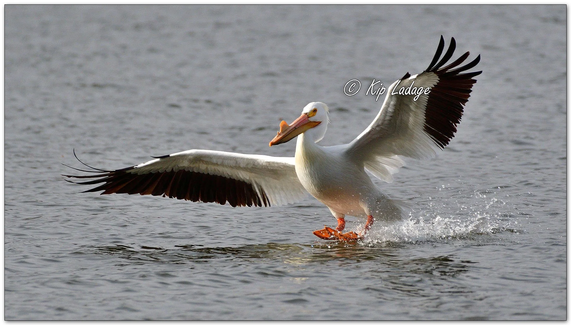 American White Pelican - Image 1082184