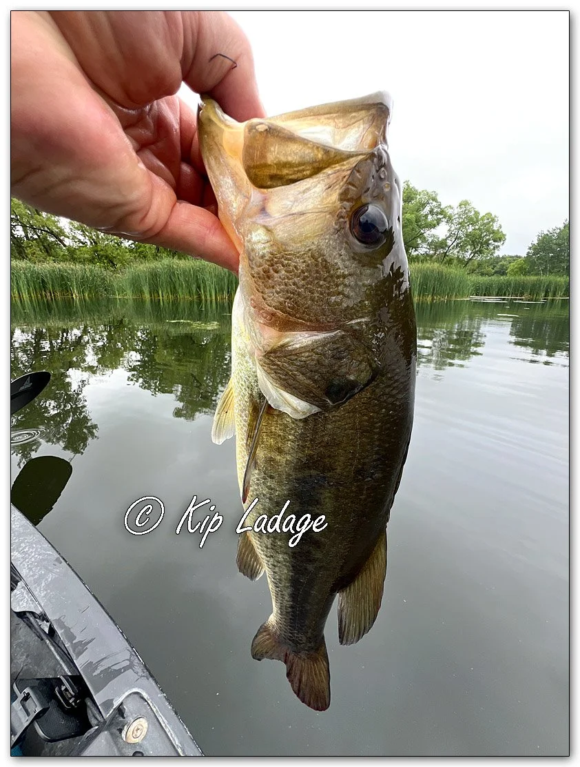 Largemouth Bass - Image 1107209