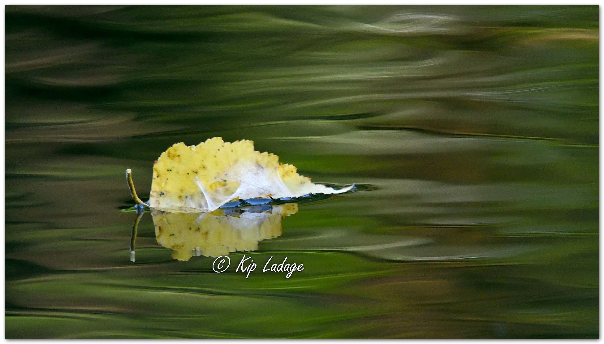 River Birch Leaf on Water - Image 1123167