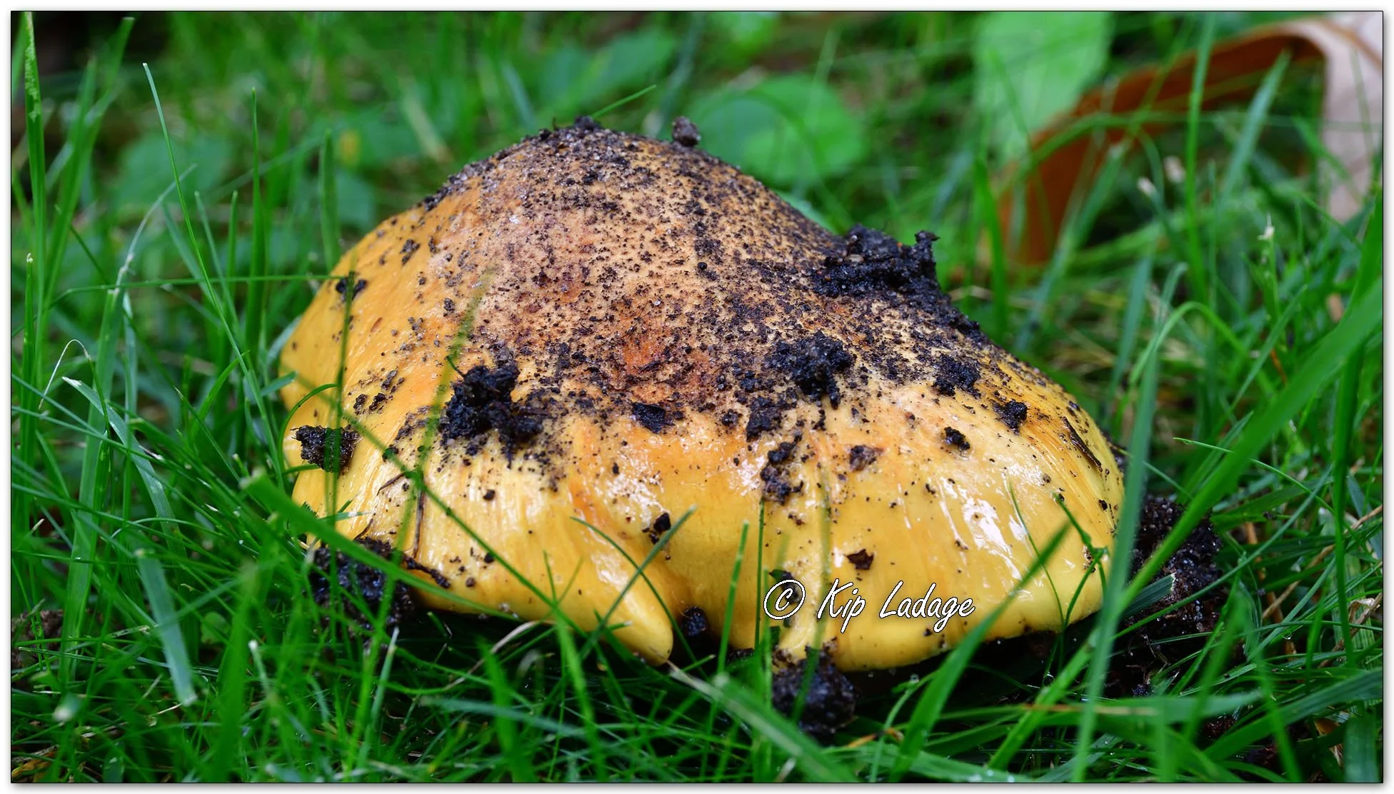 Golden Orange Tricholoma - image 1154555