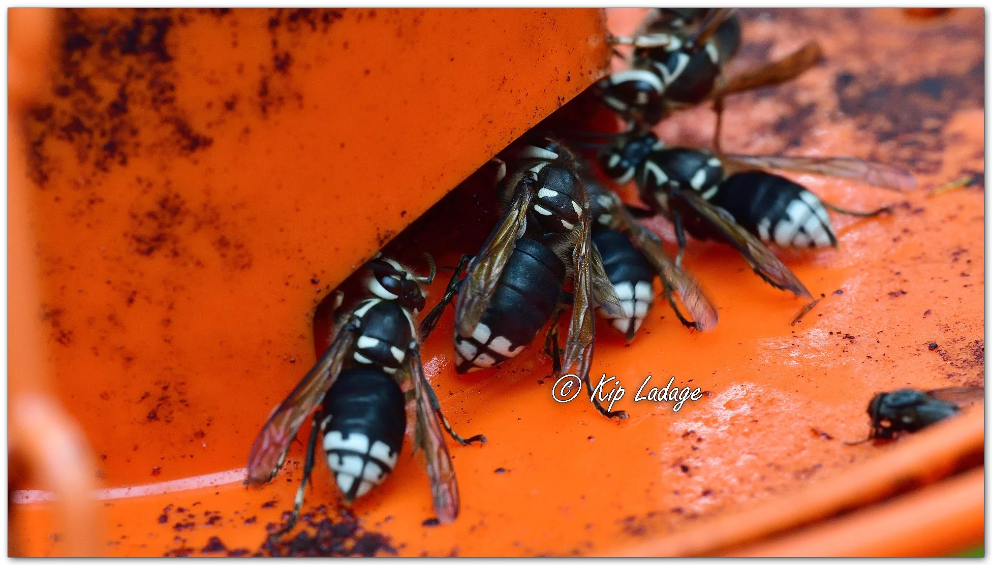 Bald-faced Hornets - Image 1142247