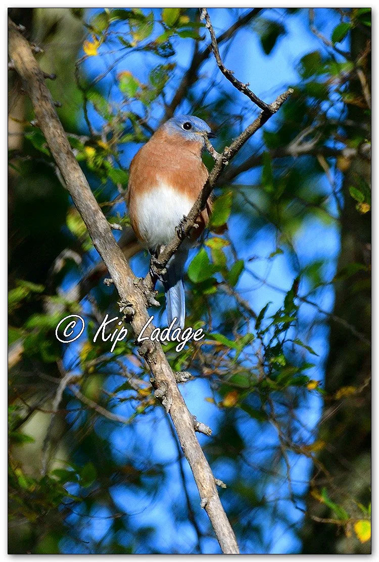 Eastern Bluebird - Image 1160357