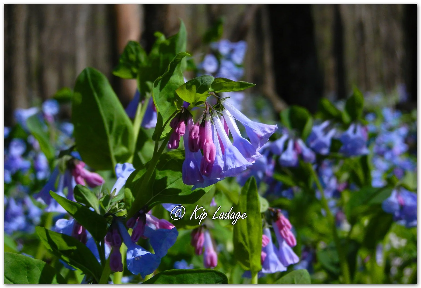 Virginia Bluebells - Image 1090815