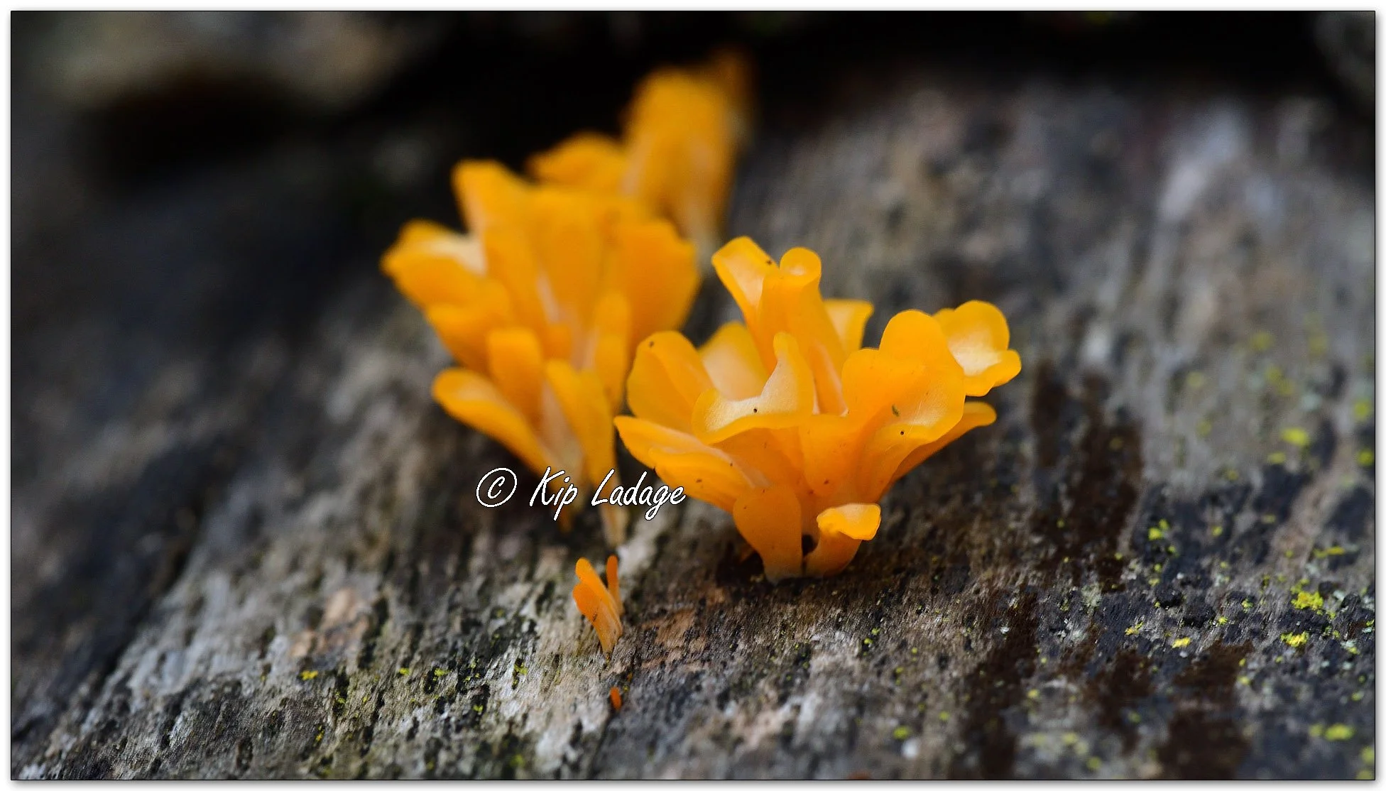 Fan-shaped Jelly Fungus - Image 1141209