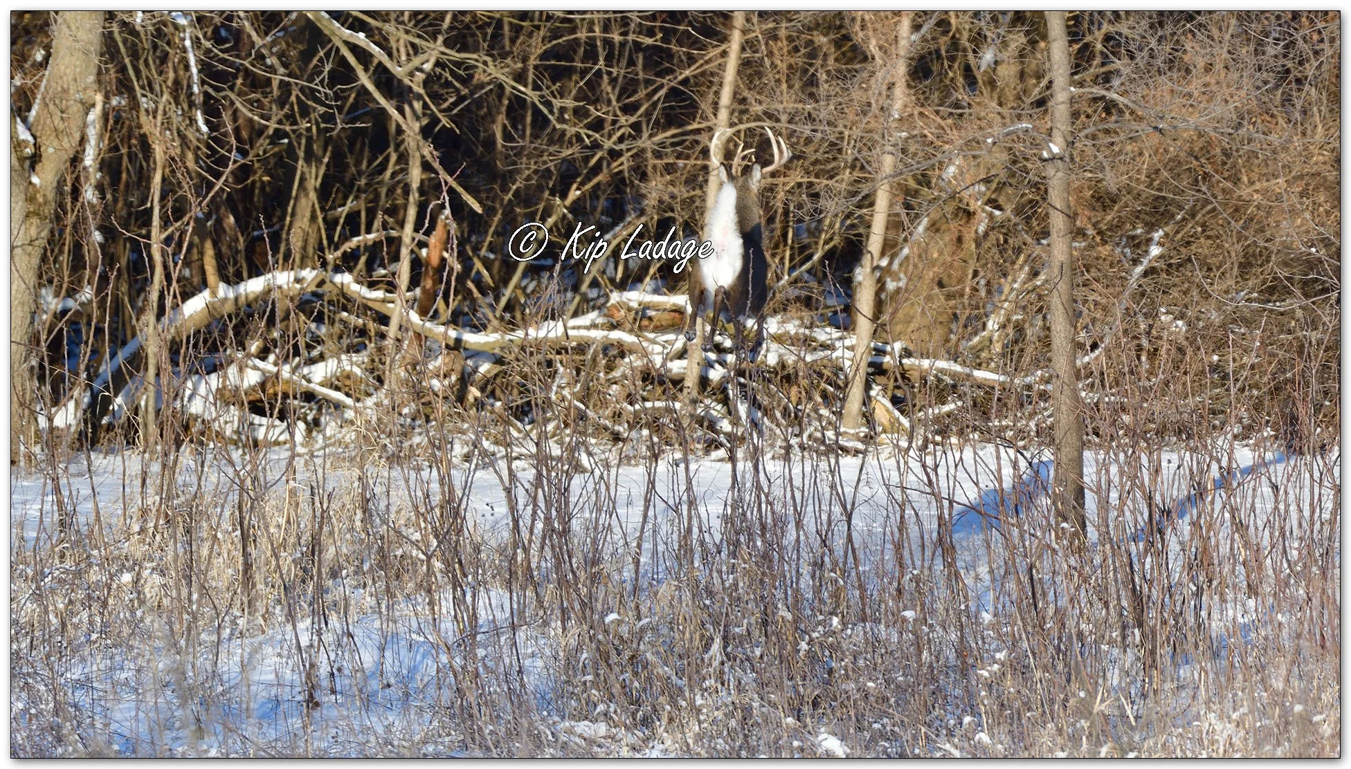 Whitetail Buck in Snow - Image 1059090