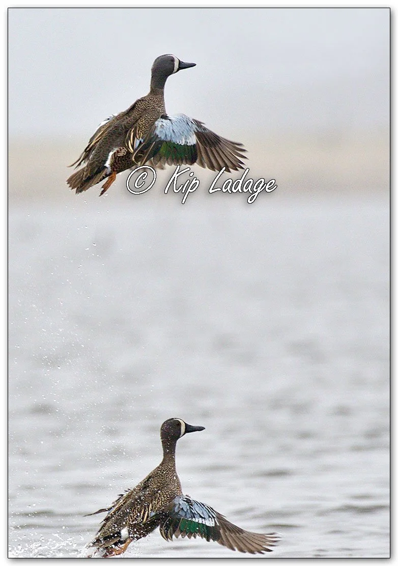 Blue-winged Teal Taking Flight - Image 1086588