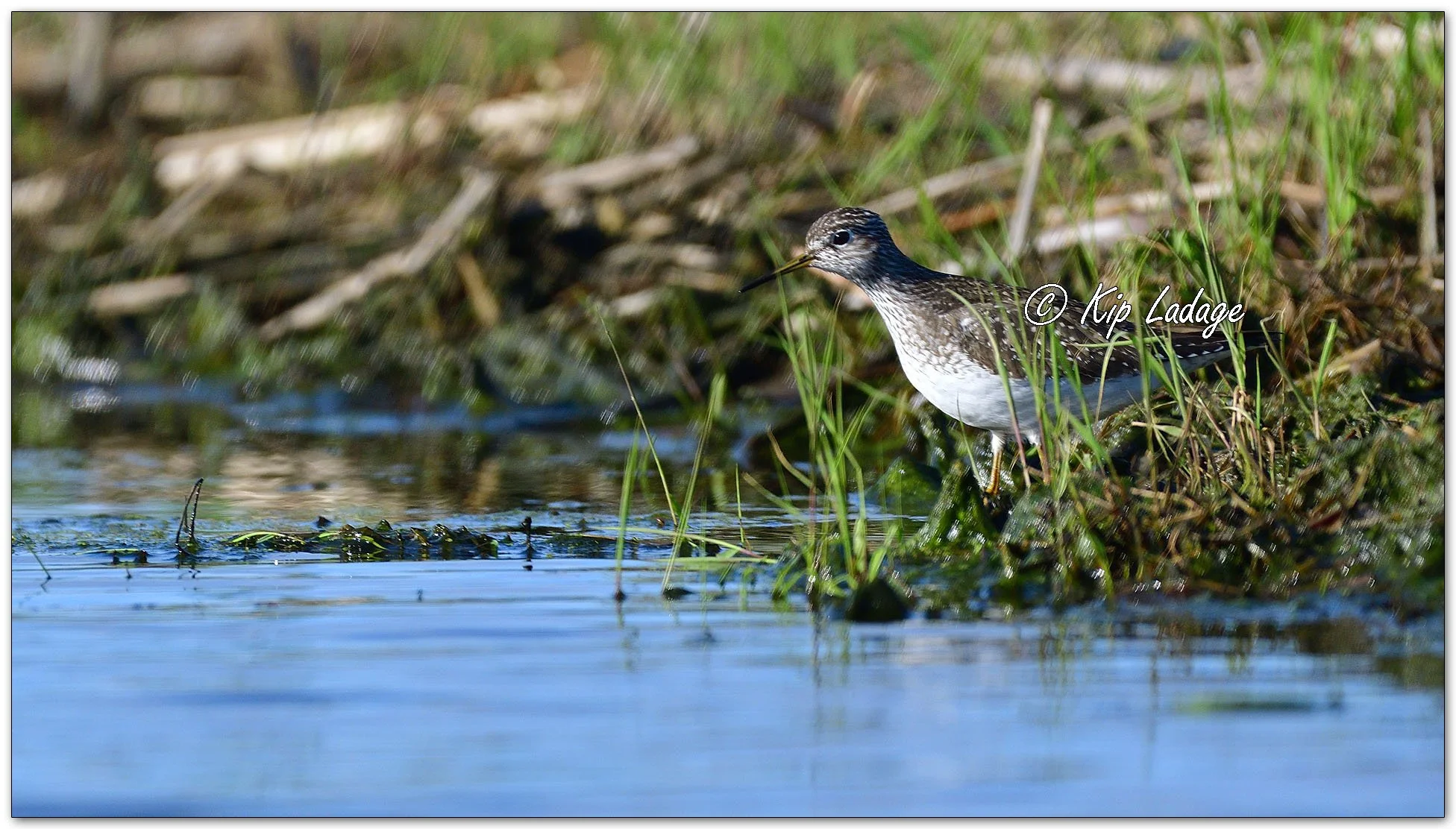 Lesser Yellowlegs - Image 1092595