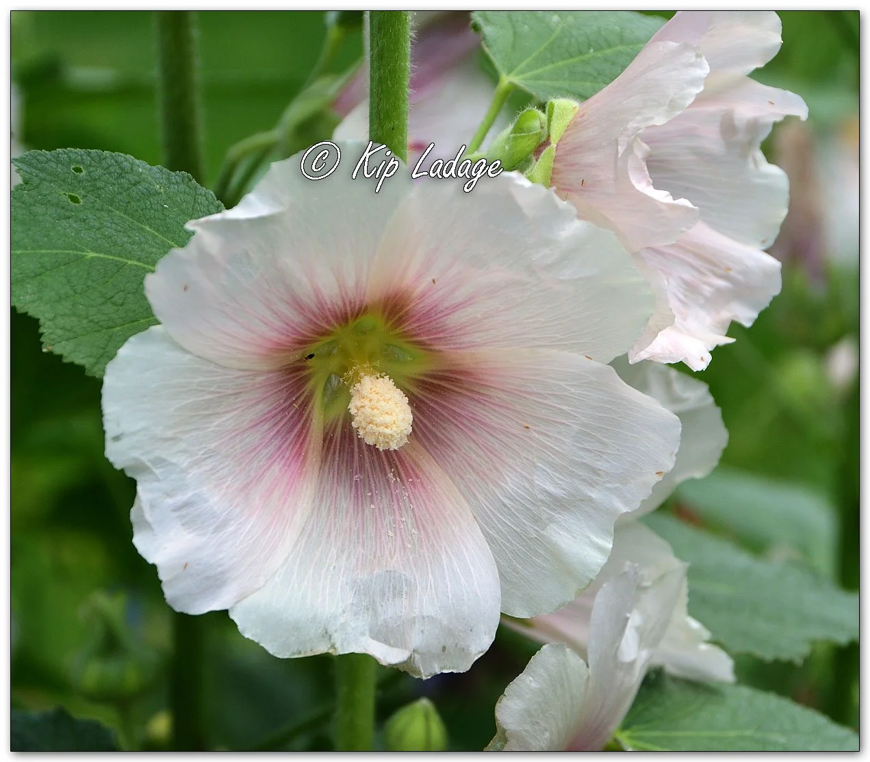 Hollyhock - Image 1113522