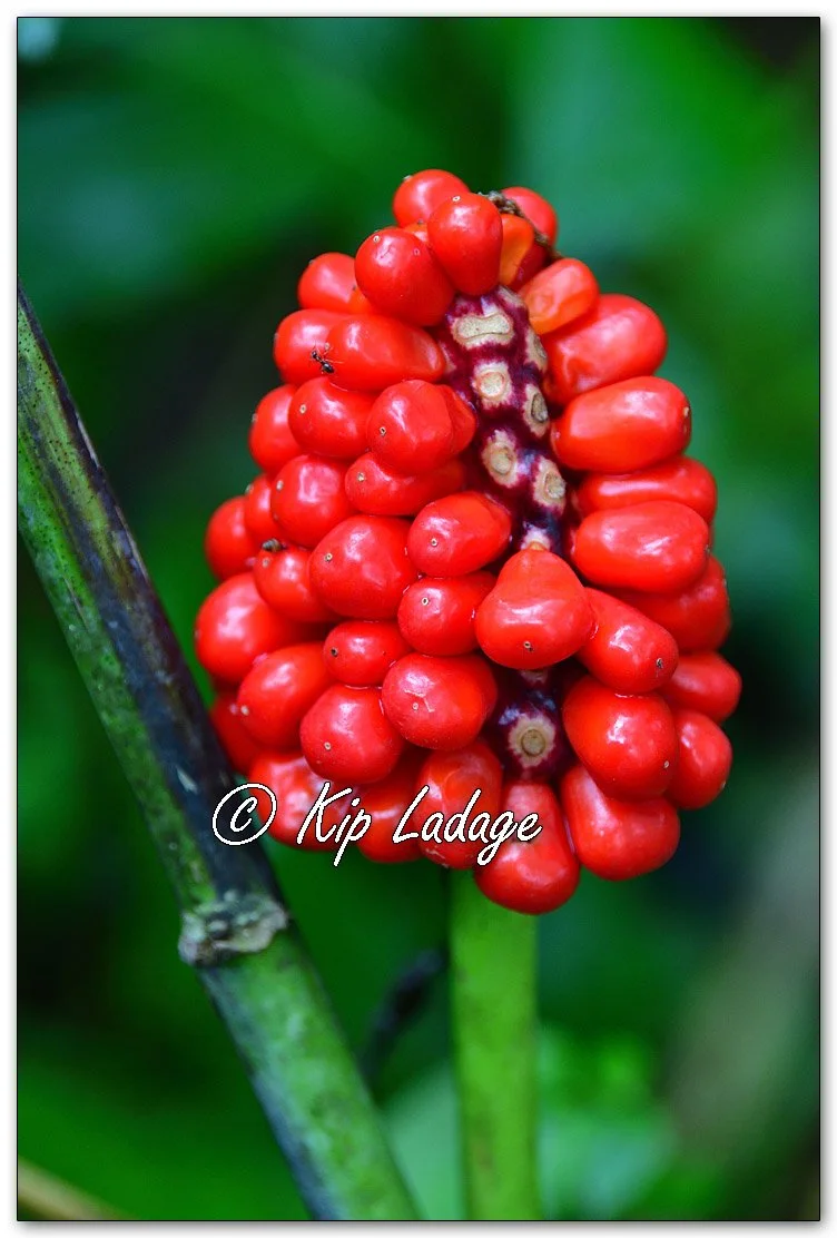 Jack-in-the-Pulpit Seed Pod - Image 1151412
