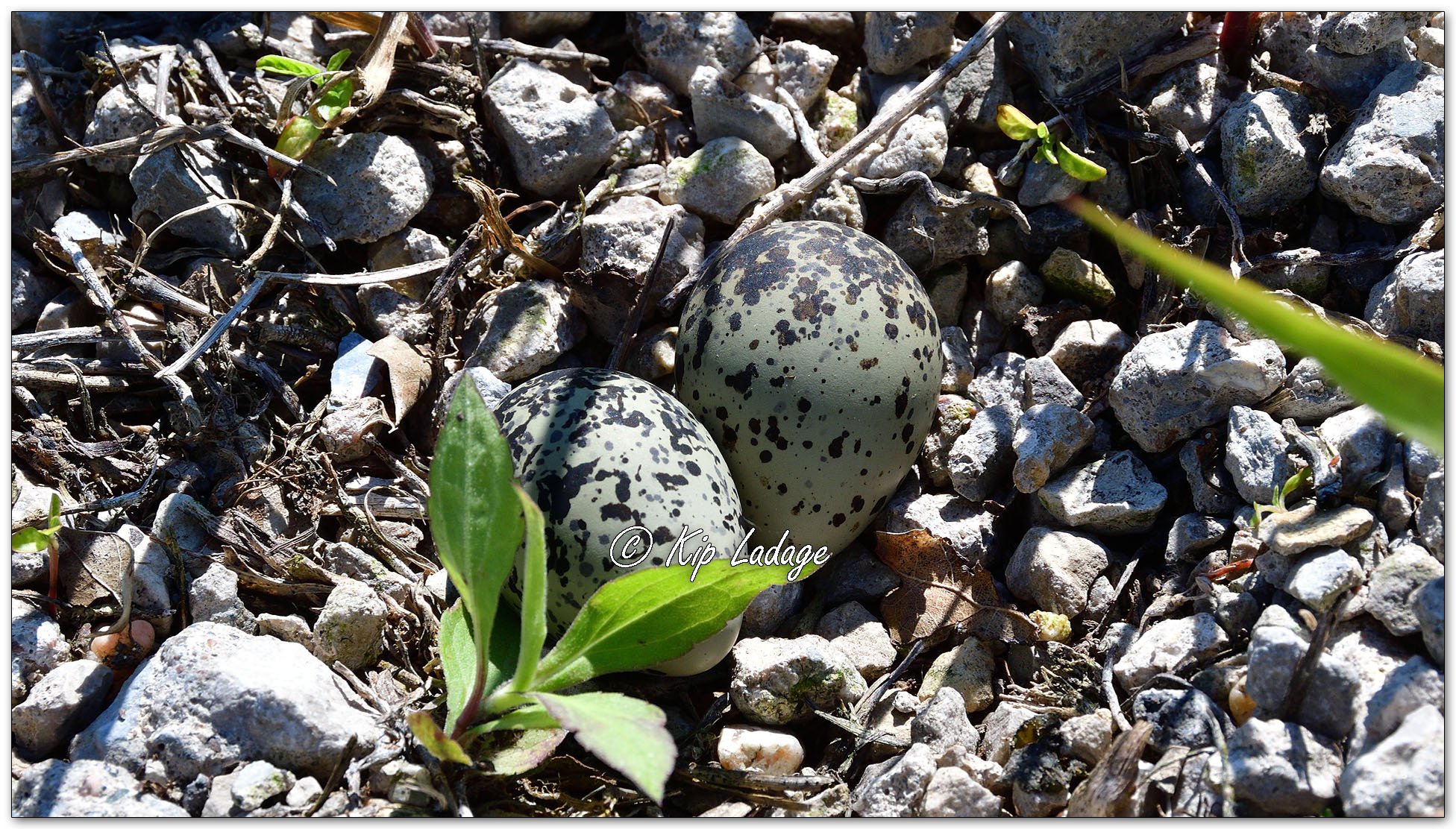 Killdeer Nest With Eggs - Image 1113122