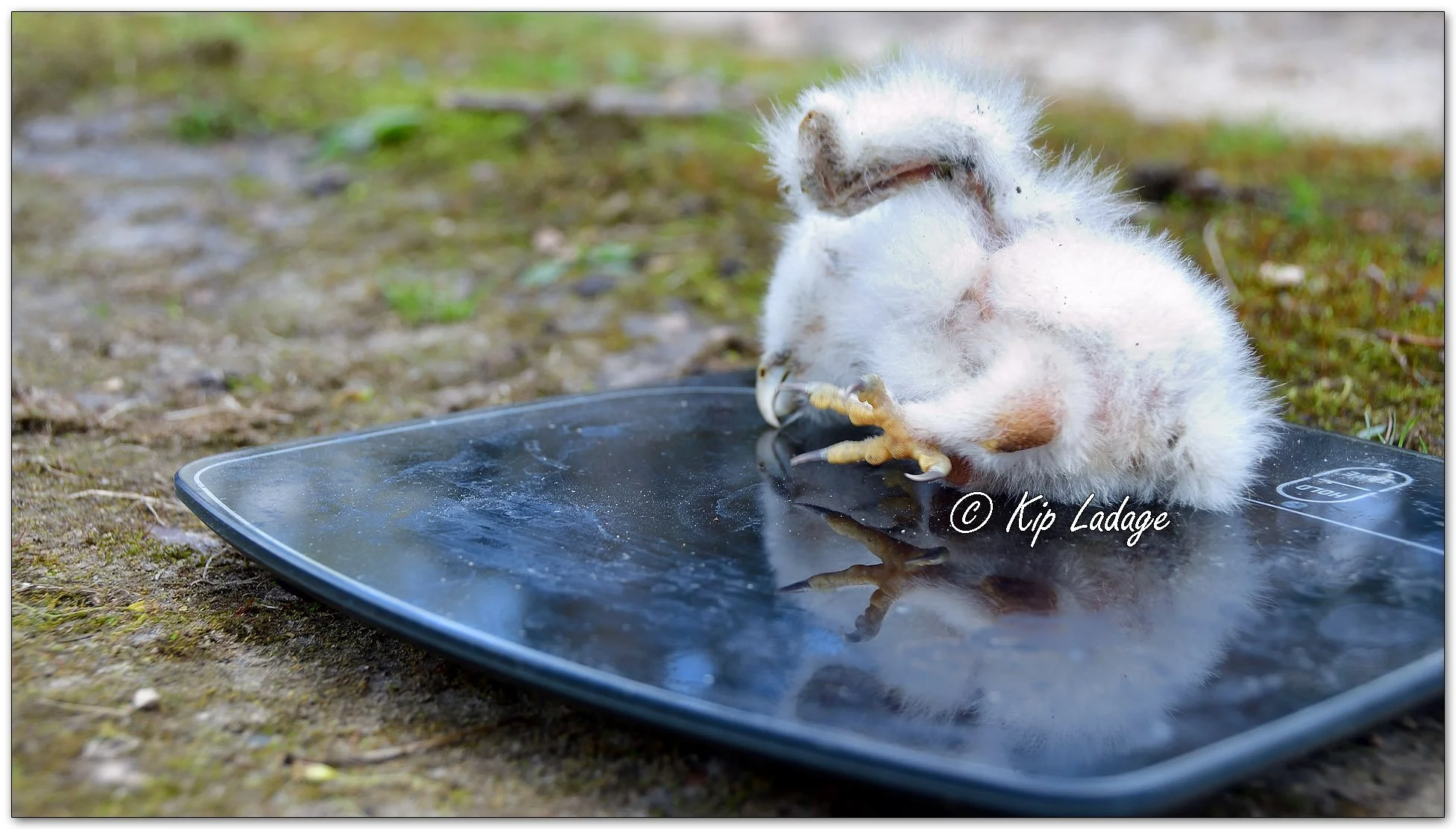 Barred Owlet - Image 1090679