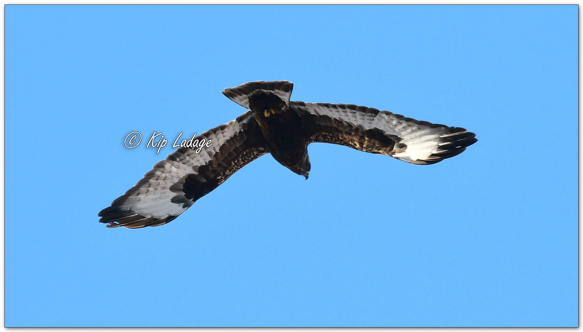 Rough-legged Hawk - Image 1060498