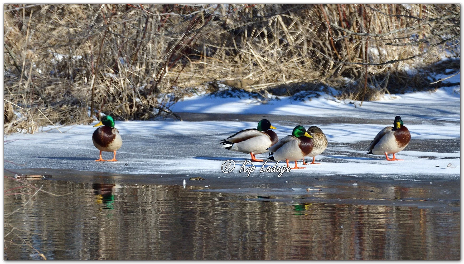Mallards - Image 1074415