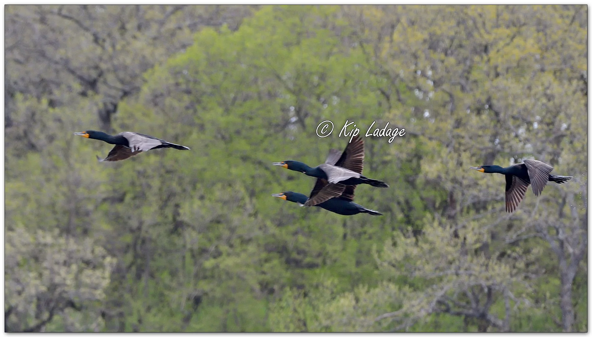 Double-crested Cormorants - Image 1095715
