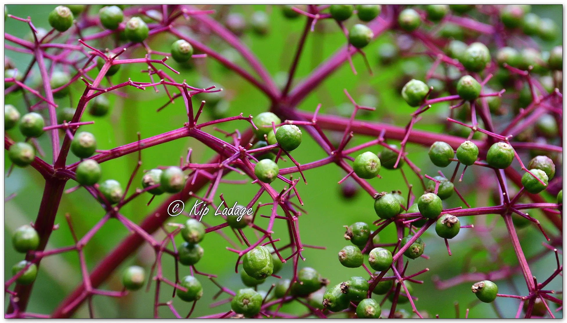 Common Elderberry - Image 1131754