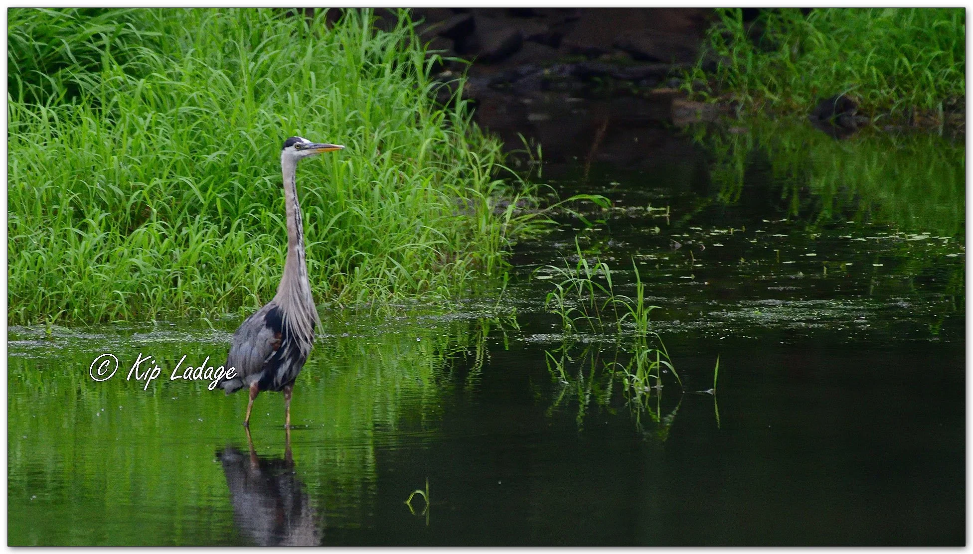 Great Blue Heron - Image 1129616