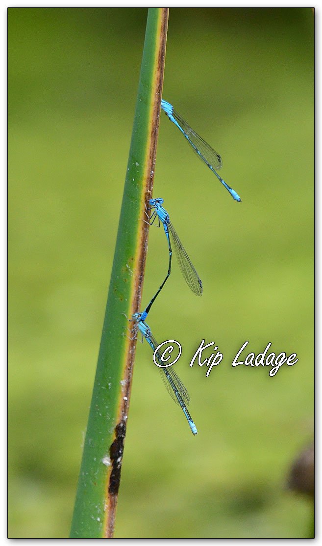 Blue Riverdamsel Damselflies - Image 1114645