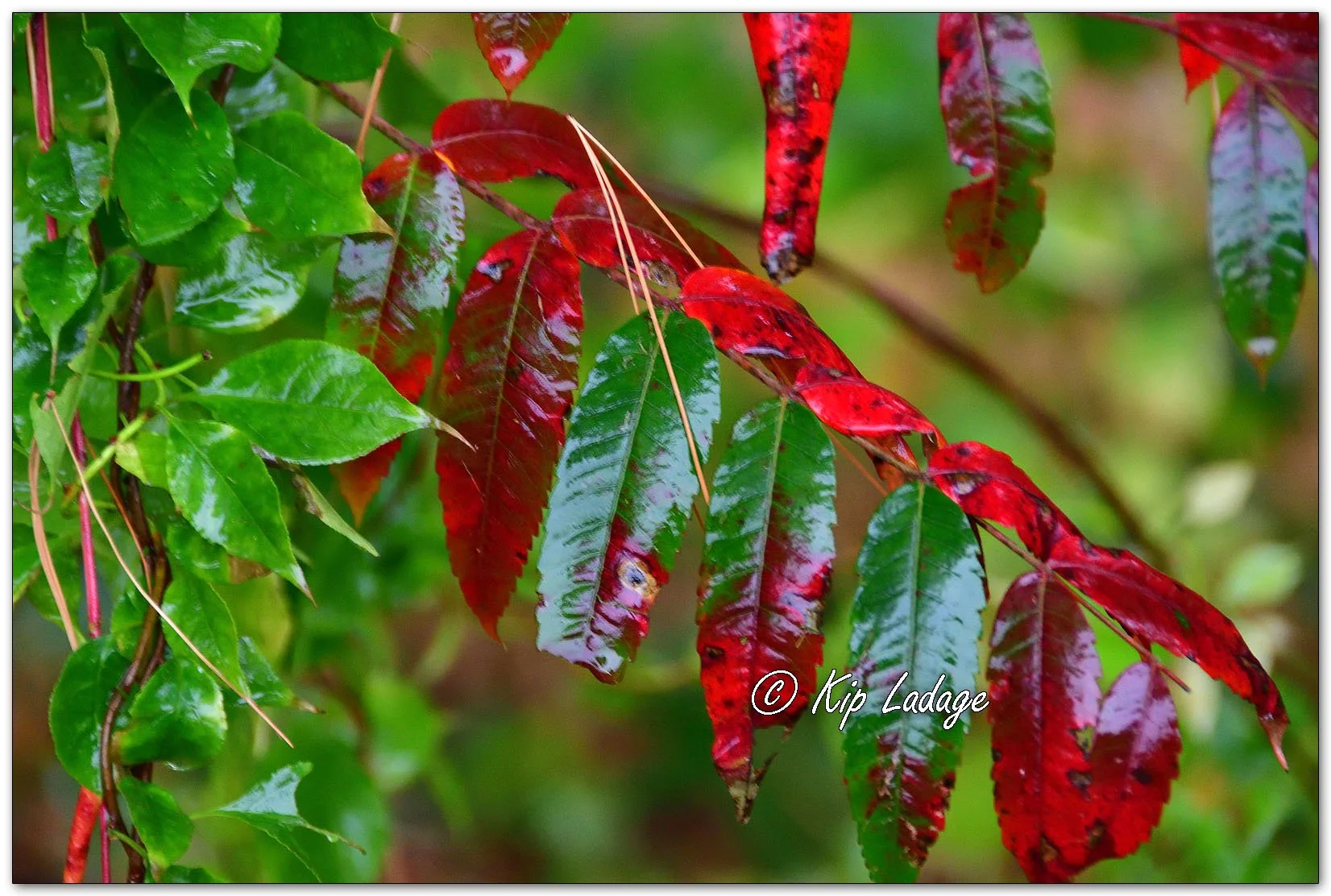 Smooth Sumac in Rain - Image 1163964