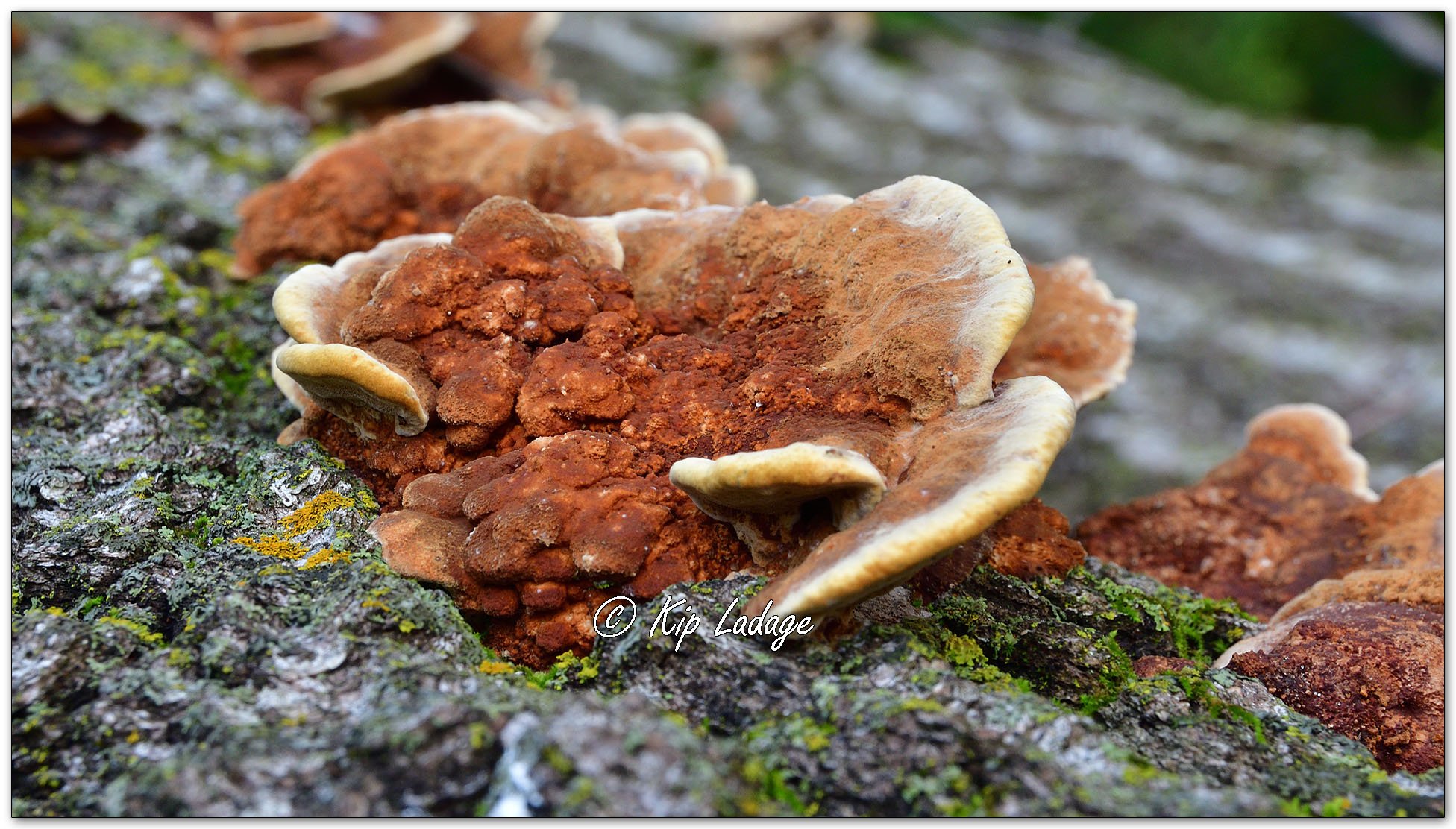 Mustard Yellow Polypore - Image 1131855