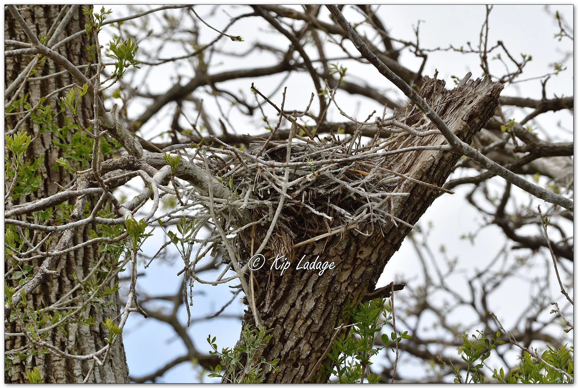 Double-crested Cormorants - Image 1095694