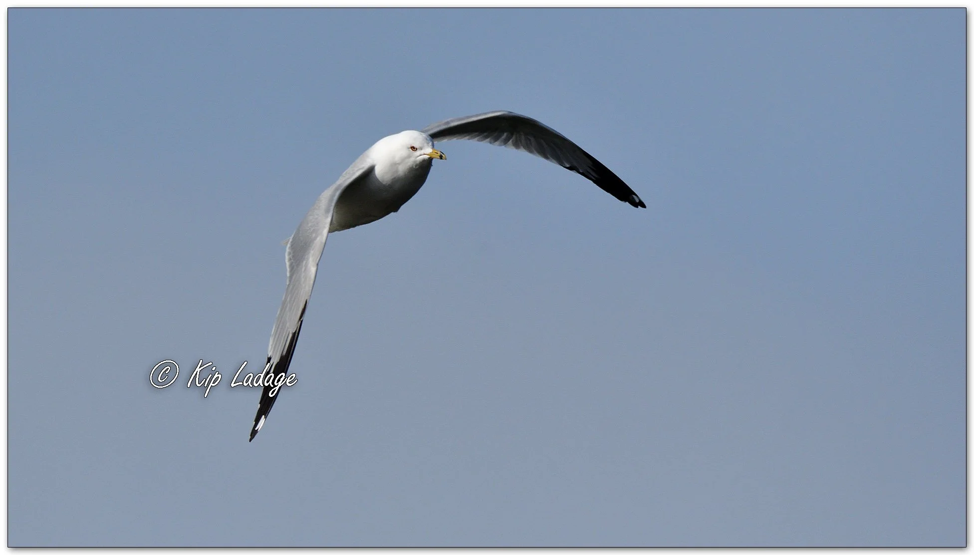 Ring-billed Gull - Image 1073777