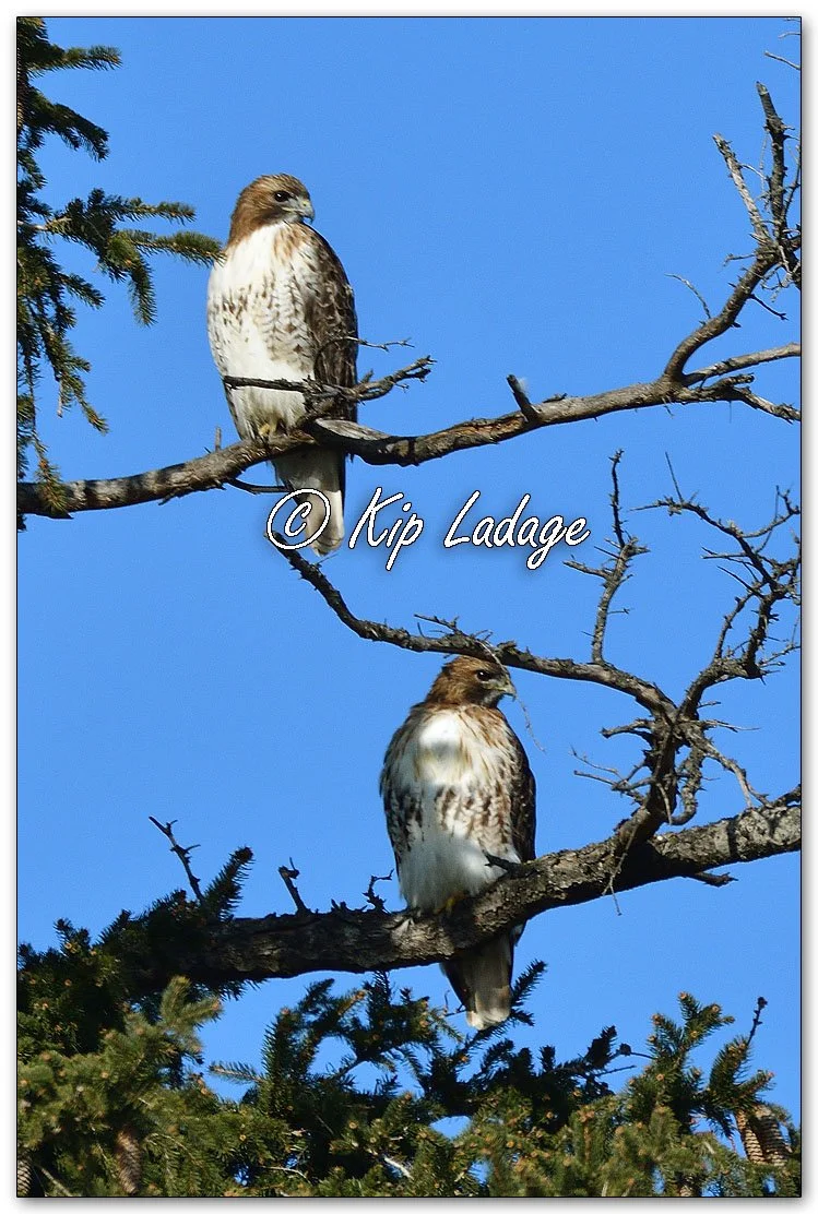 Two - Red-tailed Hawks in Tree - Image 1062480