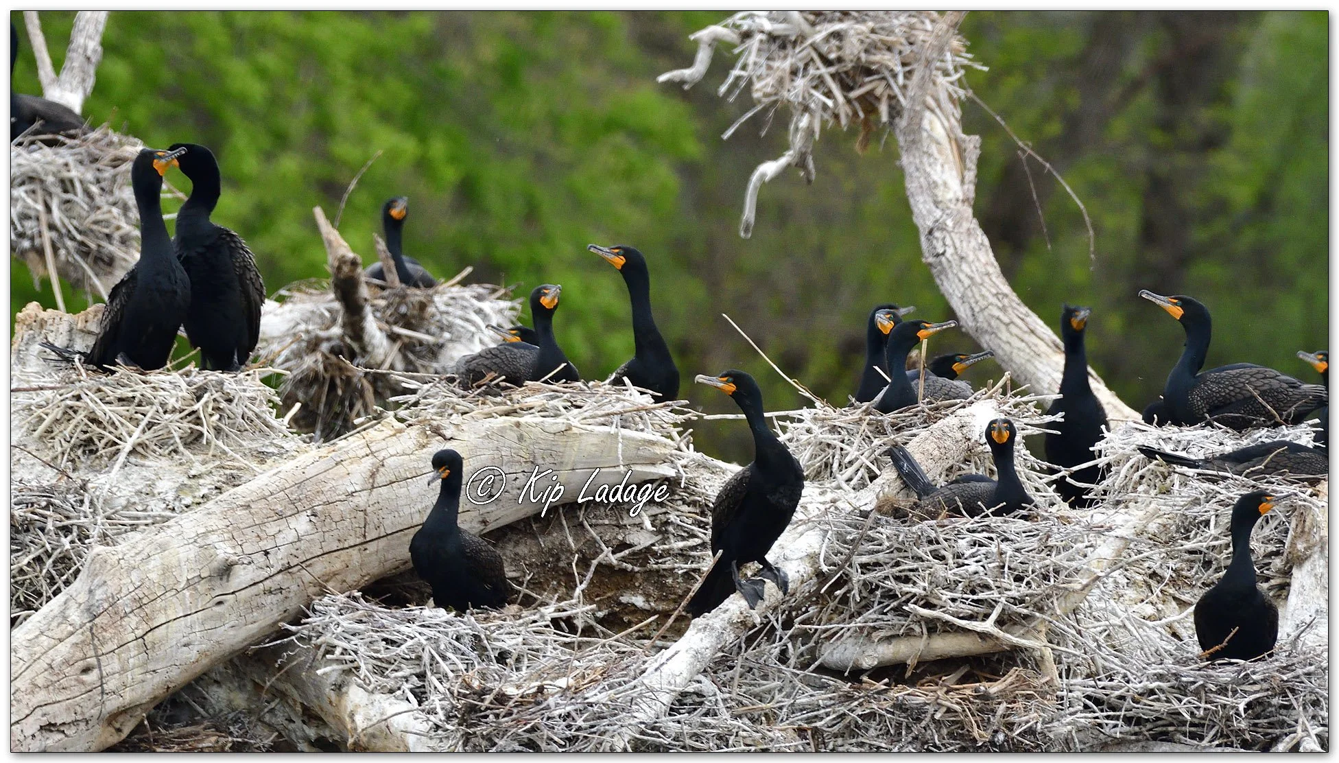 Double-crested Cormorants - Image 1095733