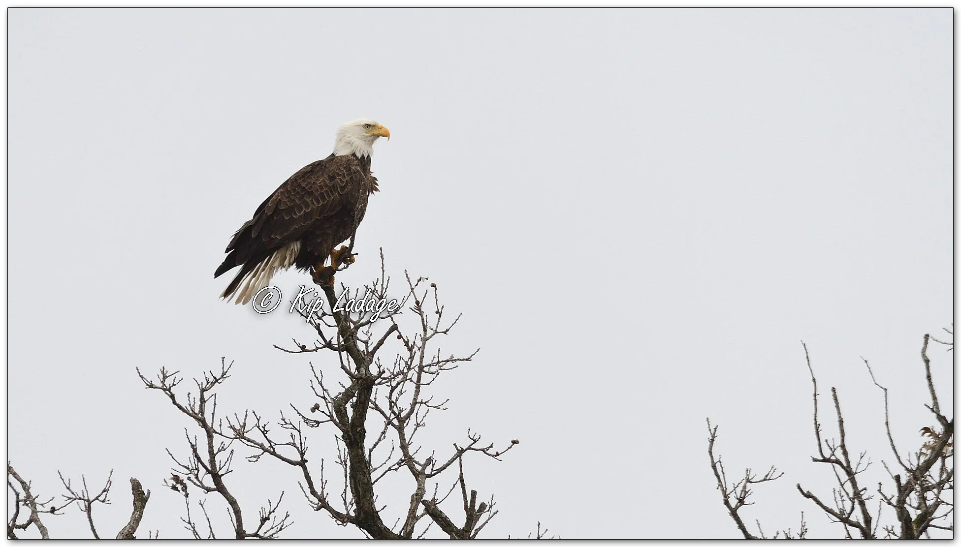 Adult Bald Eagle in Tree - Image 1082820